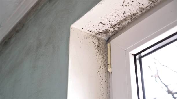 Best Industrial Mold Remediation in Coarsegold, CA