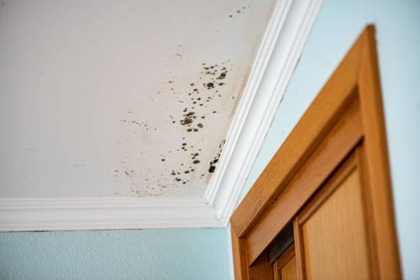 Best Health and Safety Mold Remediation in Coarsegold, CA
