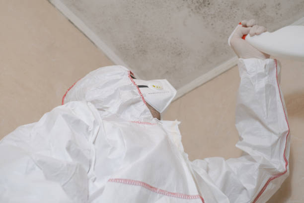 Best Black Mold Remediation in Coarsegold, CA