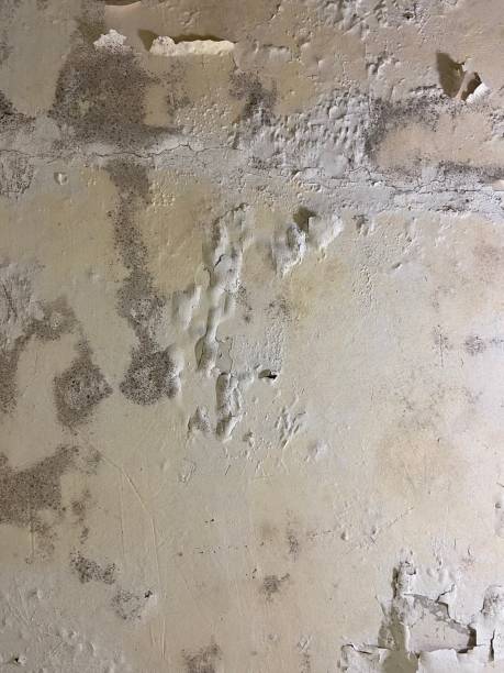 Best Localized Mold Remediation (e.g., coastal areas, humid climates) in Coarsegold, CA