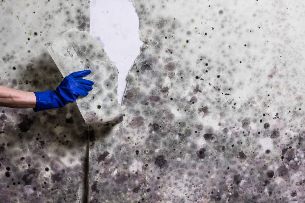 Best Insurance-Related Mold Remediation in Coarsegold, CA