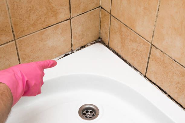 Reliable Coarsegold, CA Mold Remediation Solutions